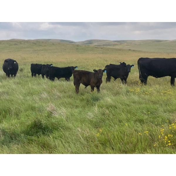 Black Diamond Agro - 525# October Delivery Steer Calves - 110 Head (Fiske, SK)