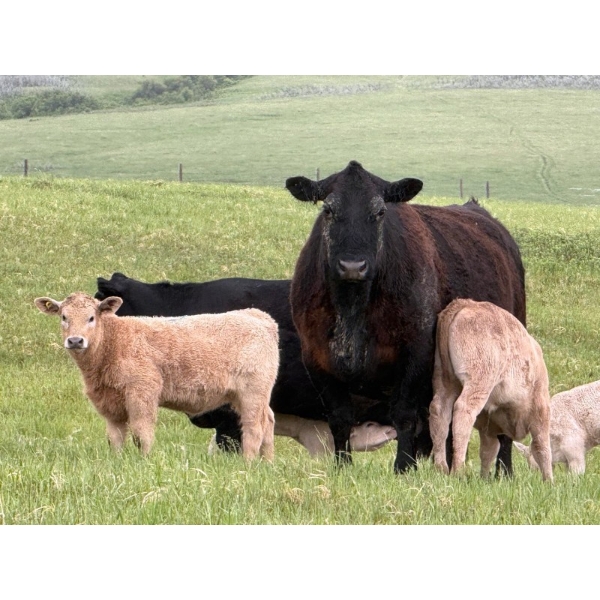 GW Murray Ranches - 610# October Delivery Steer Calves - 100 Head (Tompkins, SK)
