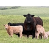 Image 1 : GW Murray Ranches - 540# October Delivery Steer Calves - 110 Head (Tompkins, SK)