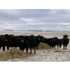 Image 3 : Fox Cattle Co. - 50 Black/BBF Simm X March Calving Bred Heifers (Foam Lake, SK)