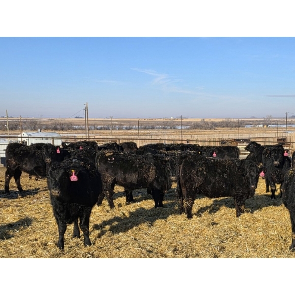 Cattlewood Farms Ltd. - 780# February Delivery Heifers - 156 Head (Vauxhall, AB)