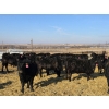 Image 1 : Cattlewood Farms Ltd. - 780# February Delivery Heifers - 156 Head (Vauxhall, AB)