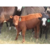 Image 6 : Storle Farms Ltd. - 570# October Delivery Heifer Calves - 45 Head (Lake Alma, SK)