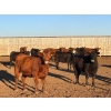Image 3 : Bone Creek Ranch - 1100# November Delivery Open Heifers - 68 Head (Maple Creek, SK)