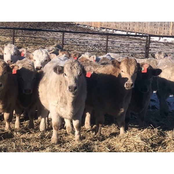 Lesher Lane Enterprises - 1000# January Delivery Heifers - 28 Head (Lacombe, AB)