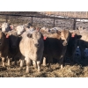 Image 1 : Lesher Lane Enterprises - 1000# January Delivery Heifers - 28 Head (Lacombe, AB)