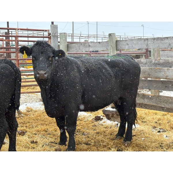 Hendricks Enterprises - 3 Mature Cows (Pen 518)