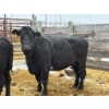 Image 1 : Hendricks Enterprises - 3 Mature Cows (Pen 518)