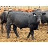 Image 2 : Brandt Boys Beef & Grain - 950# July Delivery Steers - 134 Head (Tolstoi, MB)