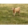 Image 10 : Circus Coulee Cattle (Robert & Jordy Hoff) - 525# November Heifer Calves - 95 Head (Dorothy, AB)
