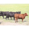 Image 3 : Right Cross Ranch - 1150# August Delivery Young Open Cows - 22 Head (Gapview, SK)