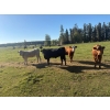 Image 6 : Avos Farms - 940# October Delivery Grass Heifers - 120 Head (MacKay, AB)