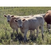 Image 1 : Mike & Kelly Petersen - 760# October Delivery Steer Calves - 82 Head (Sundre, AB)