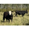 Image 6 : McIntosh Ranch - 1025# September Delivery Grass Steers - 58 Head (Eriksdale, MB)