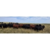 Image 3 : McDougald Ranch Ltd. - 890# September Delivery Grass Steers - 165 Head (Maple Creek, SK)
