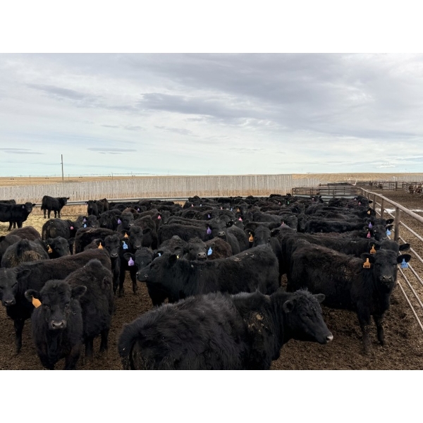 Anchor C Livestock - 725# April/May Delivery Heifers - 85 Head (Stirling, AB)