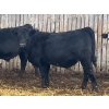 Image 1 : Jarokosky Farms - 900# March Delivery Steers - 138 Head (Lethbridge, AB)