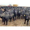 Image 7 : R7 Farms (West 40 Farms) - 875# February Delivery Heifers - 205 Head (Crossfield, AB)