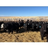 Image 1 : East Wind Farms - 950# February Delivery Steers - 75 Head (High River, AB)