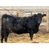 Image 2 : Justin Tateson - 10 Black Angus X 1st Calf Pairs (Scandia, AB)
