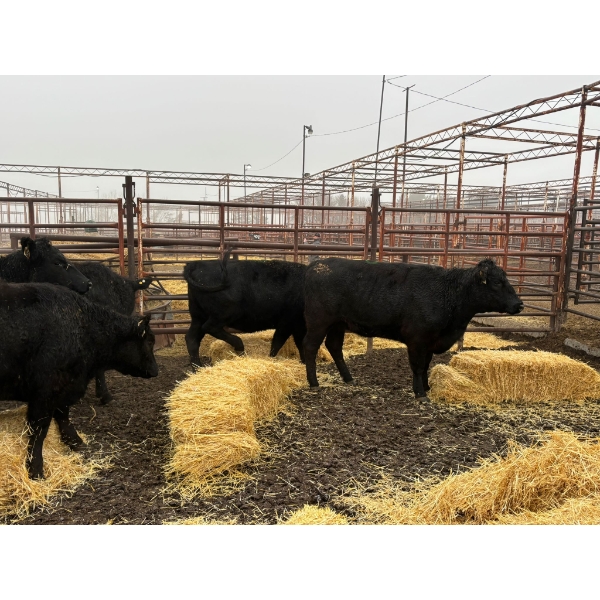 Lane Boisjoli - 17 Heifers (Pen 410)