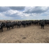 Image 3 : Babcock Livestock - 980# August Delivery Heifers - 288 Head (Czar, AB)