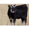 Image 5 : Scott & Gail Sapergia - 15 BBF March/April Calving Bred Heifers (Hays, AB)