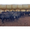 Image 3 : EMDE Land & Cattle - 700# October Delivery Steer Calves - 85 Head (Midale, SK)