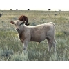 Image 9 : Holst Farms Ltd. - 700# October Delivery Steer Calves - 88 Head (Hays, AB)