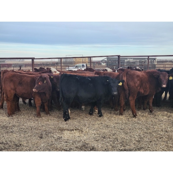 Redline Livestock - 550# November Delivery Steer Calves - 100 Head (Didsbury, AB)