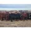 Image 1 : Redline Livestock - 550# November Delivery Steer Calves - 100 Head (Didsbury, AB)