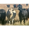 Image 8 : Valley View Ranch - 950# October Delivery Grass Heifers - 150 Head (Strathmore, AB)