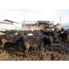 Image 10 : Fridlington Family Farms - 735# March Delivery Heifers - 80 Head (Kersley, BC)