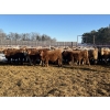 Image 2 : Hawks Haven Ranch - 950# February Delivery Steers - 66 Head (Compeer, AB)