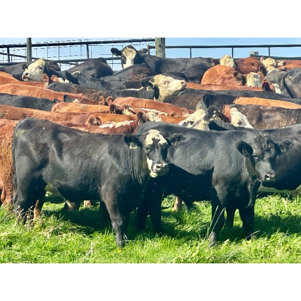 43 Ranch Ltd. - 940# August Delivery Grass Steers - 130 Head (Sundre, AB)