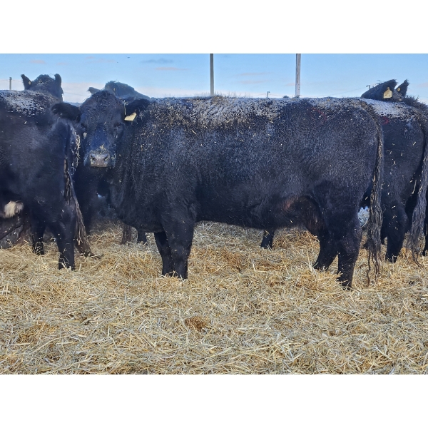 Brent & Tyler Stammers - 5 Black Cows 'K' Tags (Pen 715)
