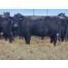 Image 1 : Brent & Tyler Stammers - 5 Black Cows 'K' Tags (Pen 715)