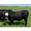 Image 4 : Holmes Cattle Co. - 1050# June/July Delivery Grass Steers - 60 Head (Cayley, AB)