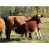 Image 6 : Jason & Melissa Smith - 610# October Delivery Heifer Calves - 50 Head (Eckville, AB)