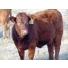 Image 7 : Ugly Head Feeders - 640# November Heifer Calves - 75 Head (Killam, AB)