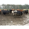 Image 2 : Cunningham Cattle Co. - 1675# Grain Fed Cows - 72 Head (Sundre, AB)