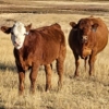 Image 9 : Schwartz Land & Livestock - 525# October Delivery Steer Calves - 90 Head (Hodgeville, SK)