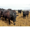 Image 4 : Eastligt Farms - 60 Black Angus X Replacement Heifers (Jarvie, AB)