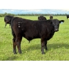 Image 2 : Bar 27 Stock Farm - 625# September Delivery Steer Calves - 50 Head (Spruce View, AB) VBP+