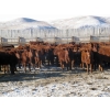 Image 3 : Riverview Ranch Ltd. - 620# April Delivery Heifers - 80 Head (Bow Island, AB)