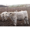 Image 12 : Cluny Colony - 815# October Delivery Weaned Steers - 70 Head (Cluny, AB)