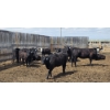 Image 3 : Cattlewood Farms Ltd. - 740# June Delivery Heifers - 145 Head (Fincastle, AB)