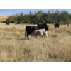 Image 6 : Farming Valley Ranch (Ben Tateson) - 540# November Delivery Heifer Calves - 100 Head (Cereal, AB)
