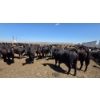 Image 2 : Dusty Meadow Farms - 825# May Delivery Heifers - 215 Head (Fincastle, AB)