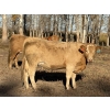 Image 4 : Winchester Cattle Co. - 14 Tan/TWF February Calving Bred Heifers (Leslieville, AB)